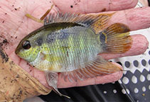 Image of Mesonauta karipuna 