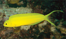 Image of Meiacanthus oualanensis (Canary fangblenny)