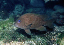 Image of Microspathodon frontatus (Guinean damselfish)