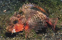 Image of Minous trachycephalus (Striped stingfish)