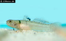 Image of Mugilogobius chulae (Yellowstripe goby)