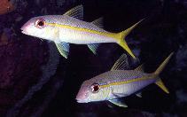 Image of Mulloidichthys martinicus (Yellow goatfish)