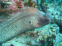 Image of Muraena pavonina (Whitespot moray)