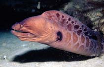 Image of Muraena robusta (Stout moray)