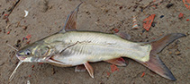 Image of Mystus gulio (Long whiskers catfish)
