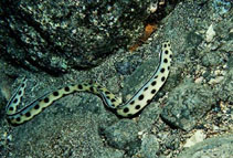 Image of Myrichthys pantostigmius (Clarion snake eel)