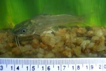 Image of Mystus vittatus (Striped dwarf catfish)