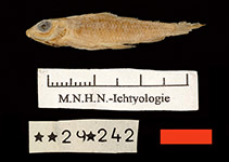 Image of Nannocharax altus 