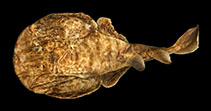 Image of Narcine baliensis (Indonesian numbfish)
