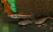 Image of Nannostomus minimus (Least pencilfish)