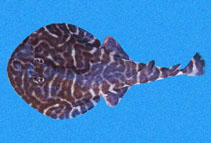 Image of Narcine vermiculata (Vermiculate electric ray)