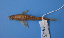 Image of Nemacheilus longipectoralis 