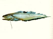 Image of Neobythites longipes (Longray cusk)