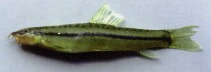 Image of Nemacheilus longistriatus 