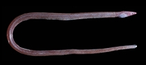 Image of Neenchelys mccoskeri (McCosker’s worm eel)