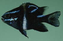 Image of Neoglyphidodon oxyodon (Bluestreak damselfish)