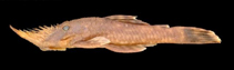 Image of Neblinichthys pilosus 