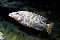 Image of Nimbochromis linni 