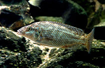 Image of Nimbochromis linni 
