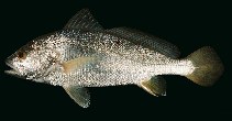 Image of Nibea soldado (Soldier croaker)