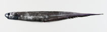 Image of Notacanthus bonaparte (Shortfin spiny eel)