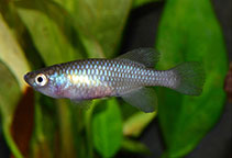 Image of Nothobranchius marmoreus 