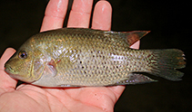 Image of Herichthys molango 