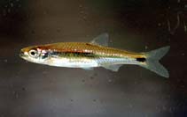 Image of Notropis stilbius (Silverstripe shiner)