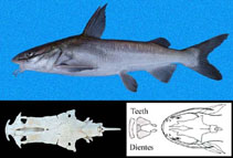 Image of Notarius troschelii (Chili sea catfish)