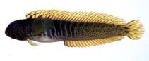 Image of Omobranchus elegans 