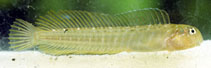 Image of Omobranchus fasciolatus (Arab blenny)