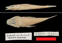 Image of Onigocia bimaculata (Two-spotted flathead)