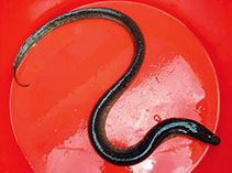 Image of Ophisternon bengalense (Bengal eel)