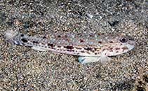 Image of Oplopomus caninoides (Triplespot goby)