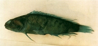 Image of Opistognathus evermanni (Rainbow jawfish)