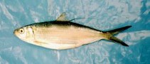 Image of Opisthonema libertate (Pacific thread herring)