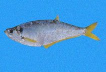 Image of Opisthopterus macrops (Bigeyed longfin herring)