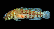 Image of Opistognathus whitehursti (Dusky jawfish)