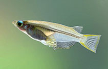 Image of Oryzias carnaticus (Spotted ricefish)