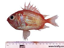 Image of Ostichthys acanthorhinus (Spinesnout soldierfish)