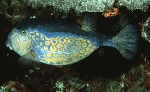 Image of Ostracion immaculatum (Bluespotted boxfish)