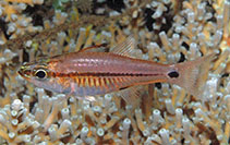 Image of Ostorhinchus lineomaculatus (Linespot cardinalfish)