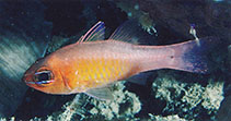 Image of Ostorhinchus microspilos (Microspot cardinalfish)