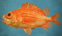 Image of Ostichthys brachygnathus (Shortjaw soldierfish)
