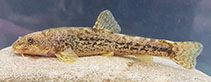 Image of Oxynoemacheilus paucilepis (Mancilik dwarf loach)