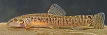 Image of Oxynoemacheilus tigris (Tigris loach)
