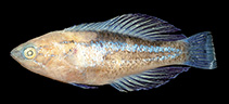 Image of Paracheilinus alfiani 