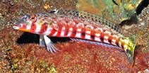Image of Parapercis bimacula (Redbar sandperch)