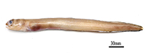 Image of Paraconger guianensis 
