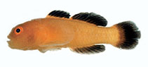 Image of Paragobiodon kasaii 